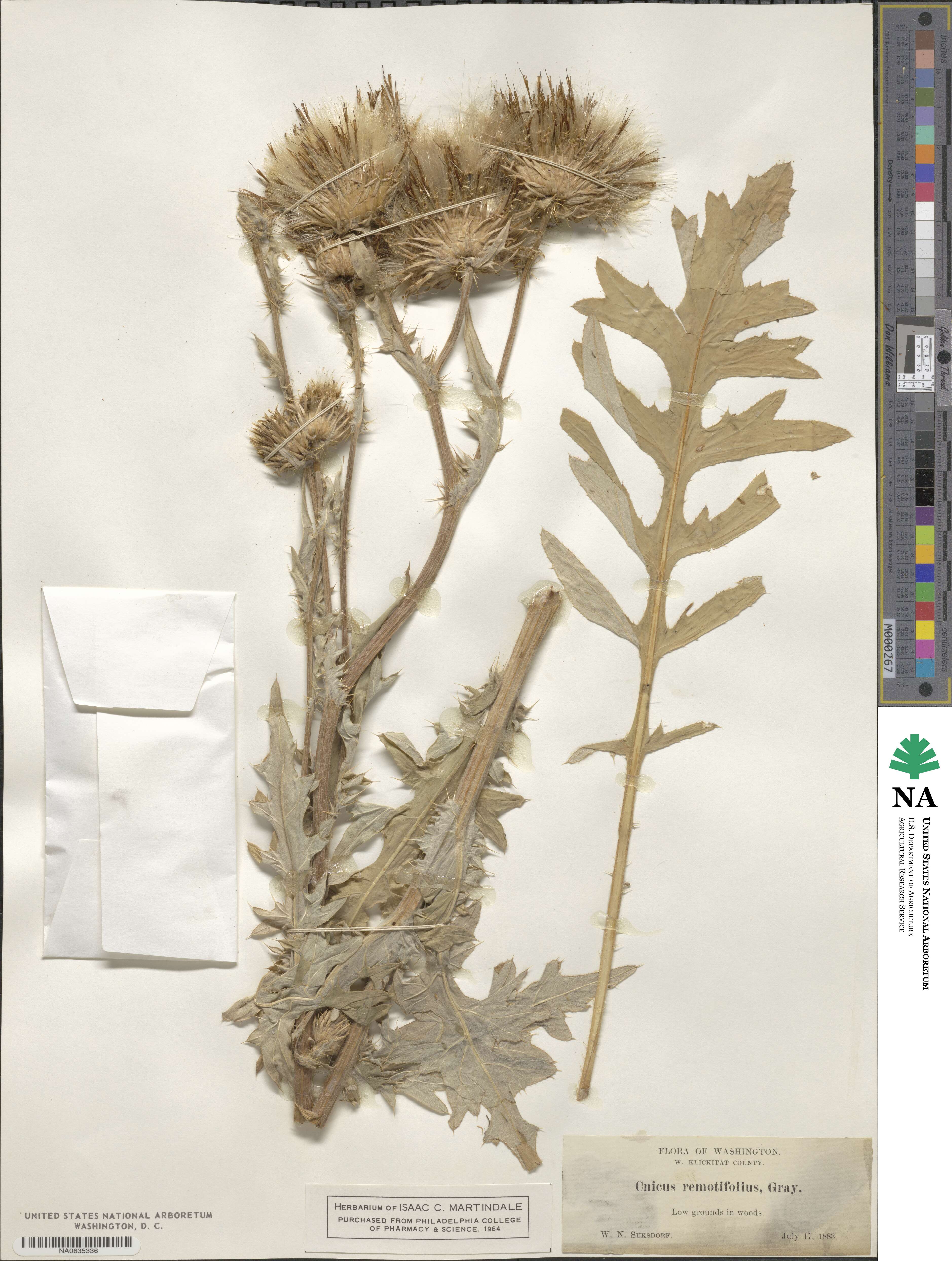 Cirsium remotifolium image