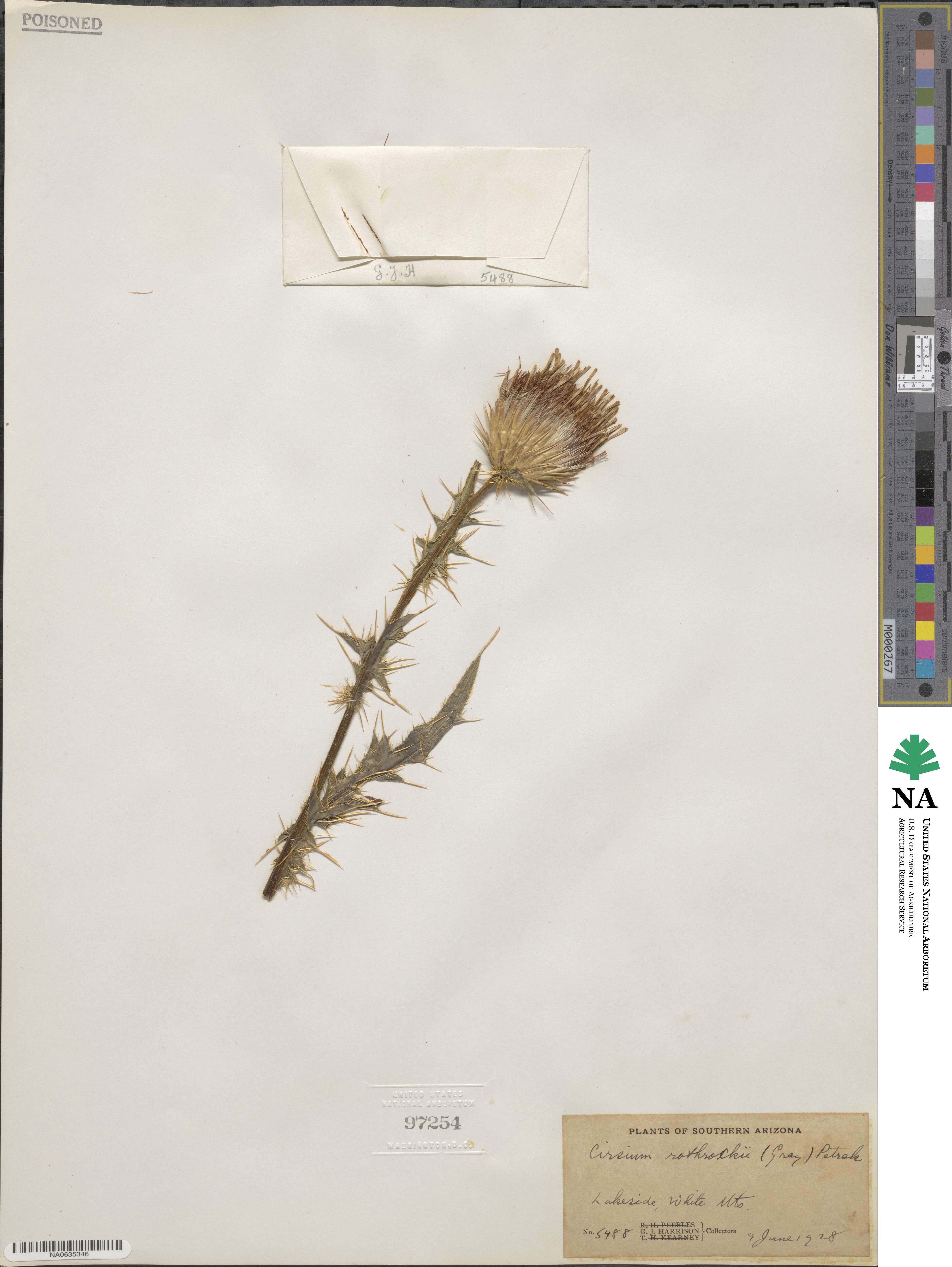 Cirsium arizonicum var. rothrockii image