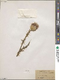 Cirsium arizonicum image