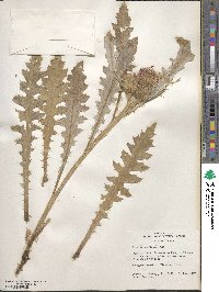 Cirsium scariosum image