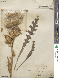 Cirsium scariosum image