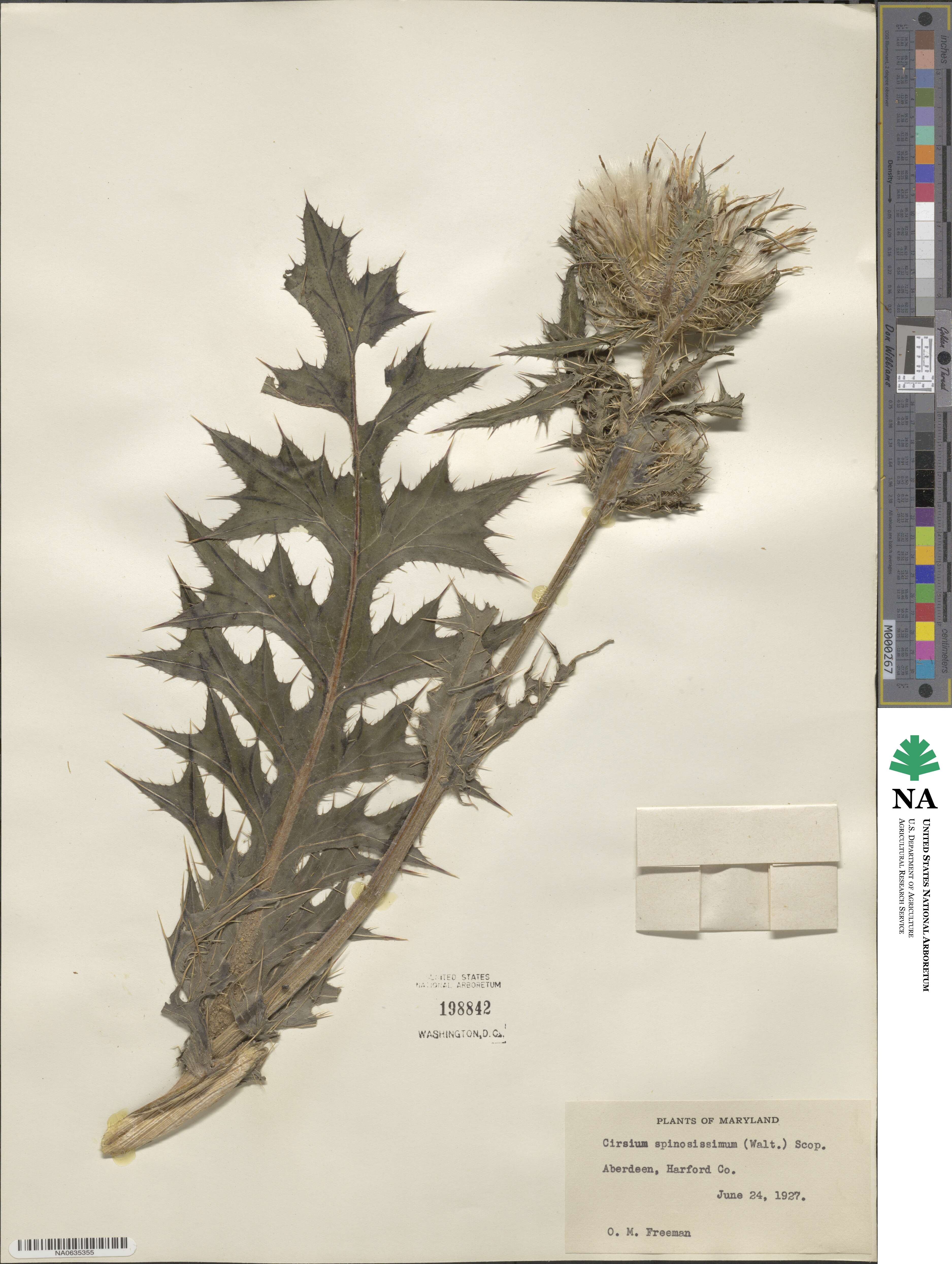Cirsium spinosissimum image