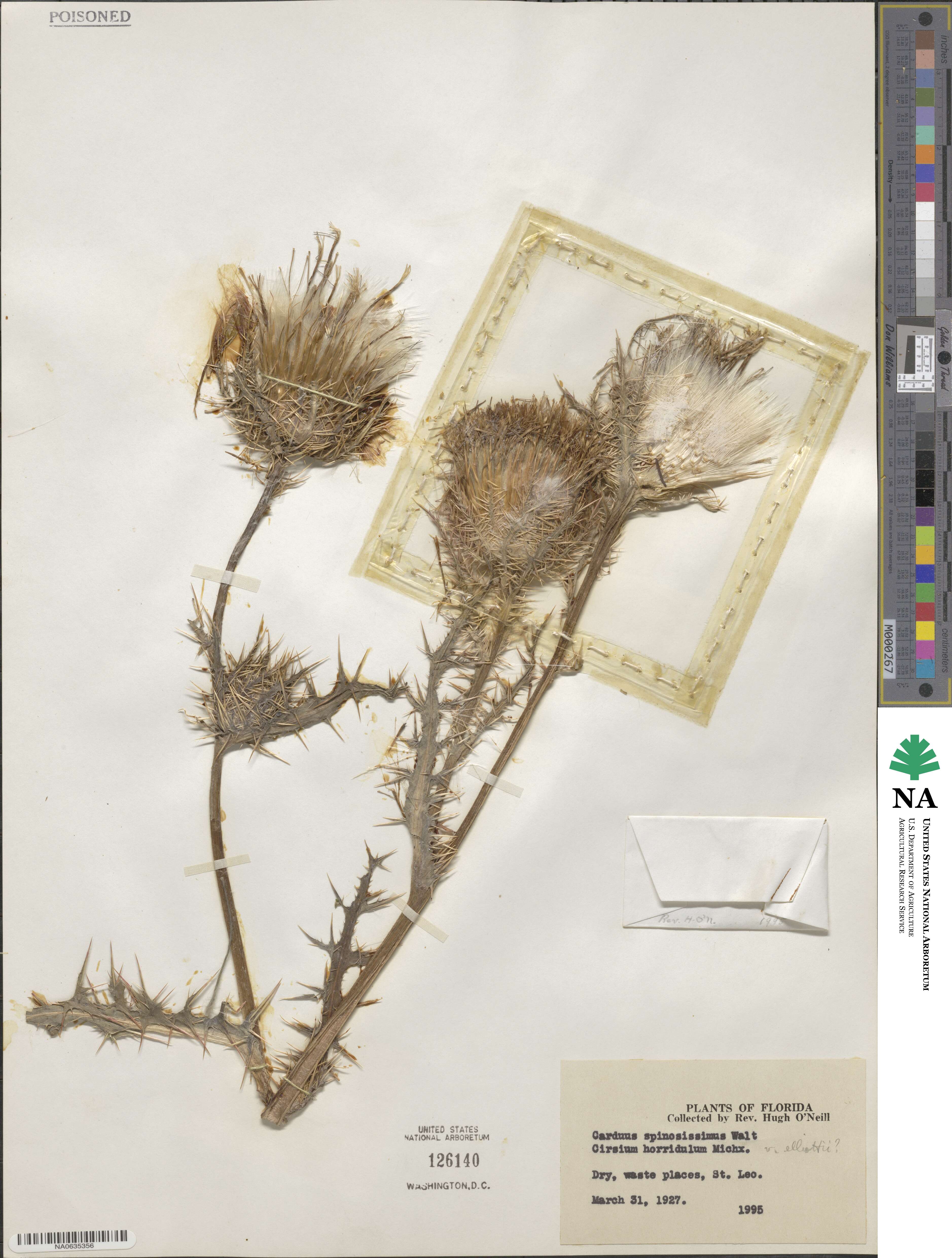 Cirsium spinosissimum image