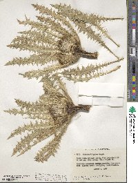 Cirsium scariosum image