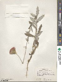 Cirsium texanum image