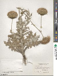 Cirsium texanum image