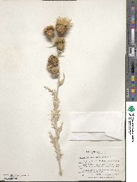 Cirsium undulatum image