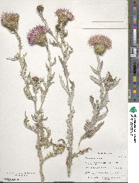 Cirsium undulatum image