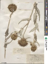 Cirsium undulatum image