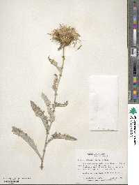 Cirsium undulatum image