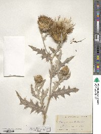 Cirsium undulatum image