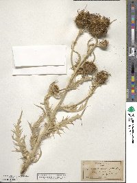 Cirsium undulatum image