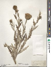 Cirsium undulatum image