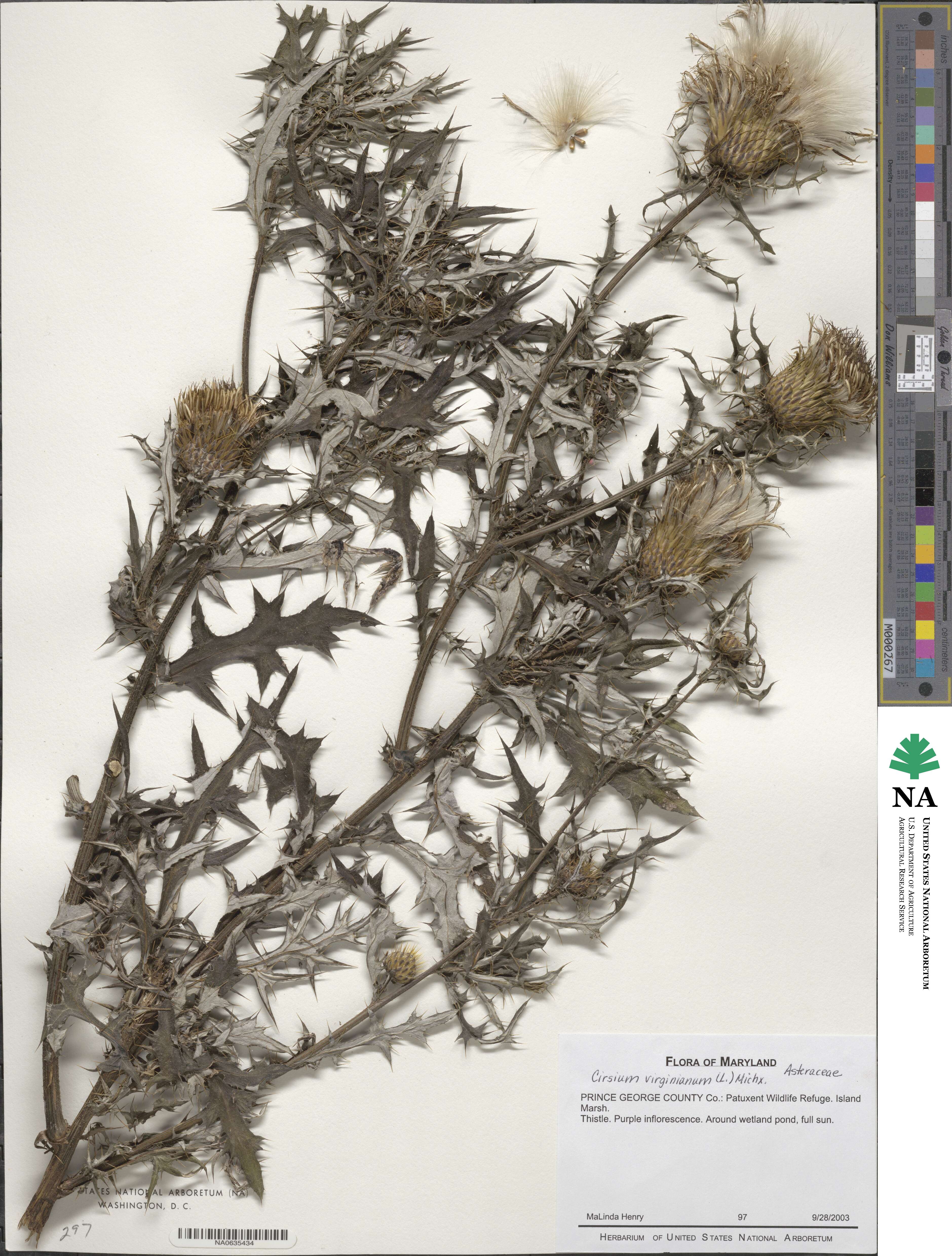 Cirsium virginianum image