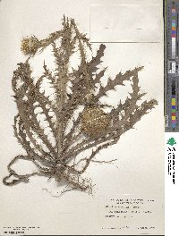 Cirsium horridulum image