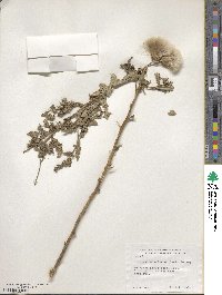 Cirsium vulgare image