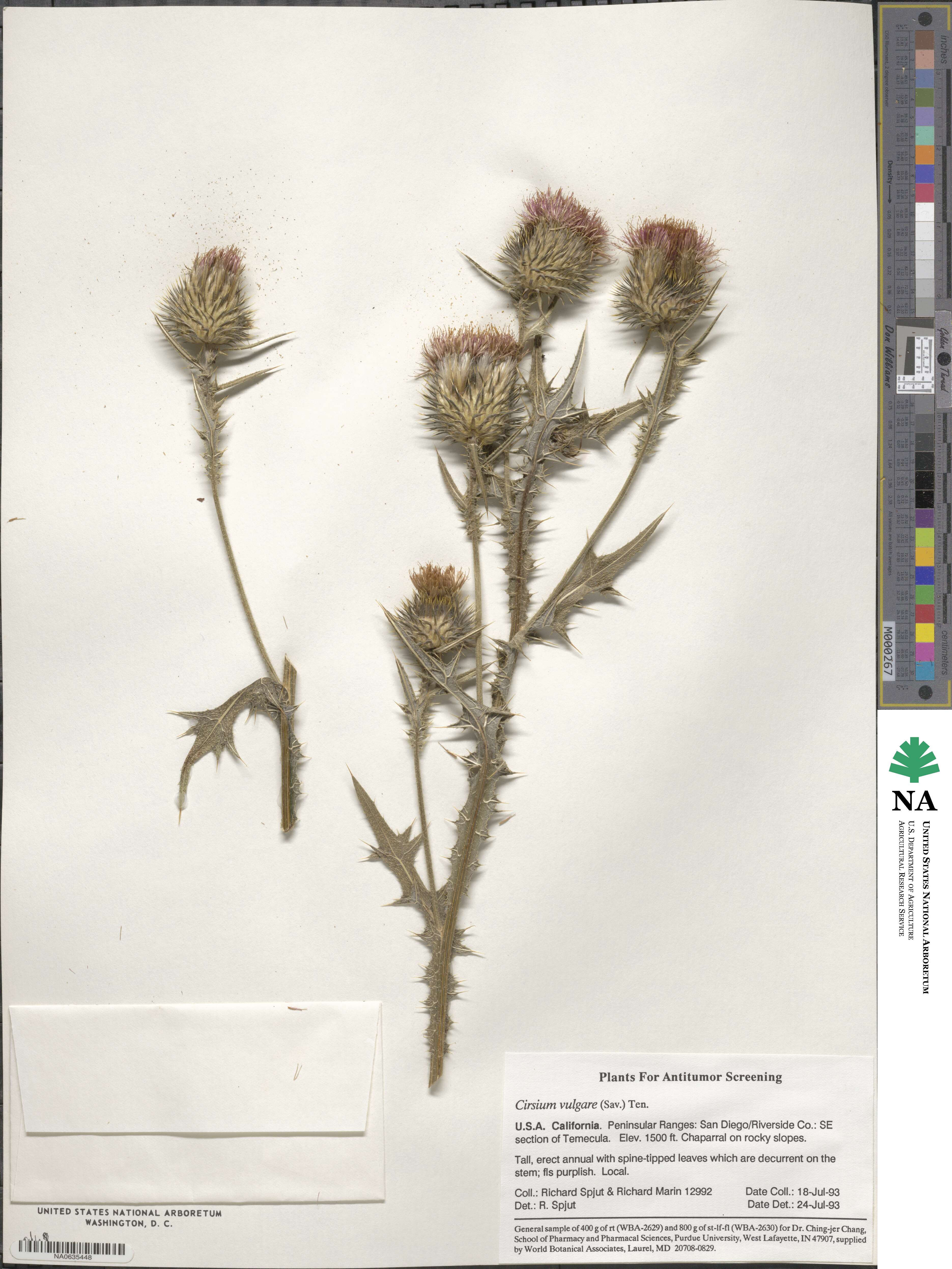 Cirsium vulgare image