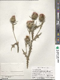 Cirsium vulgare image