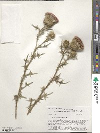 Cirsium vulgare image