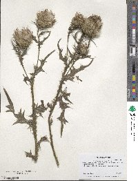 Cirsium vulgare image