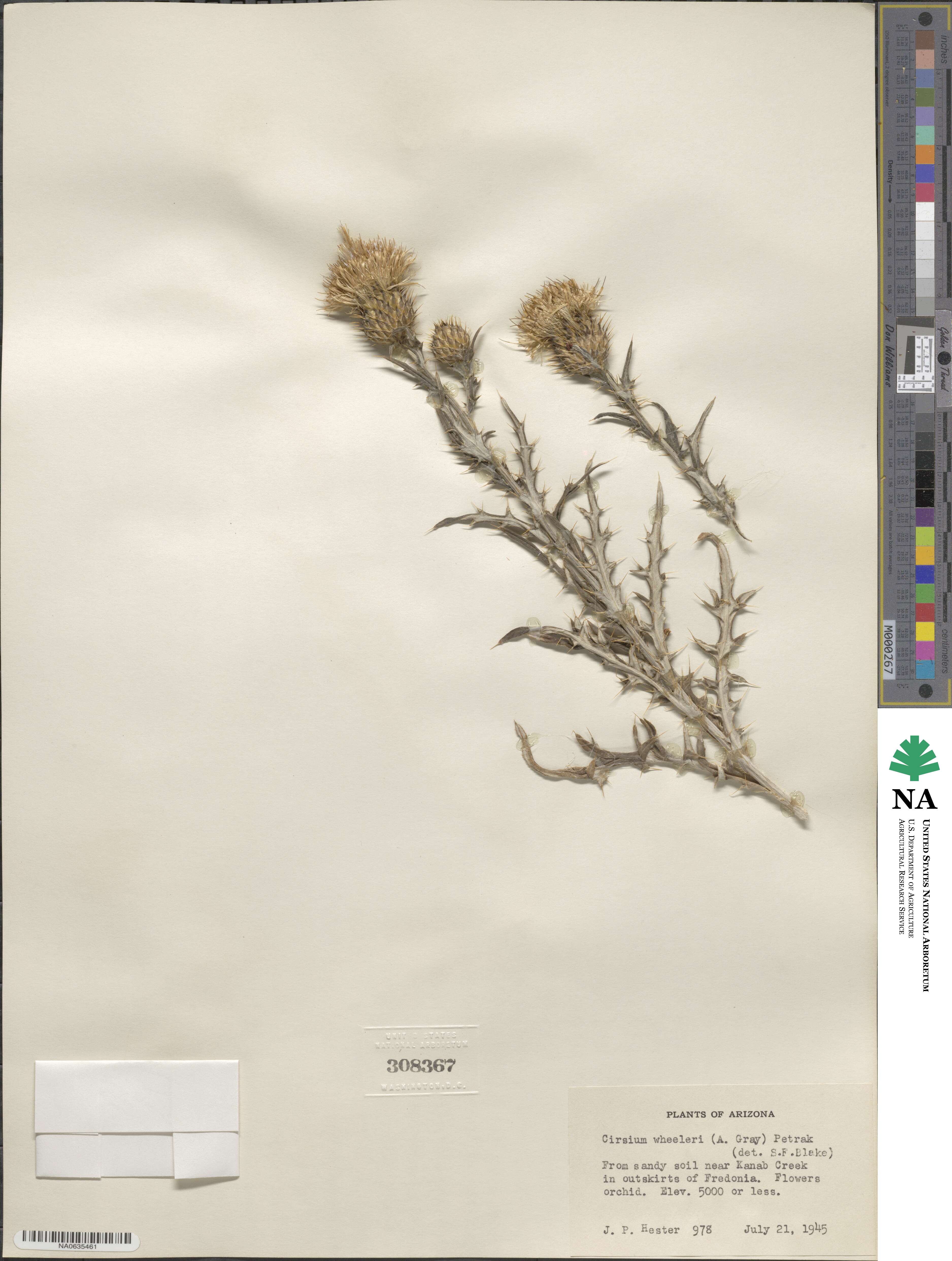 Cirsium wheeleri image