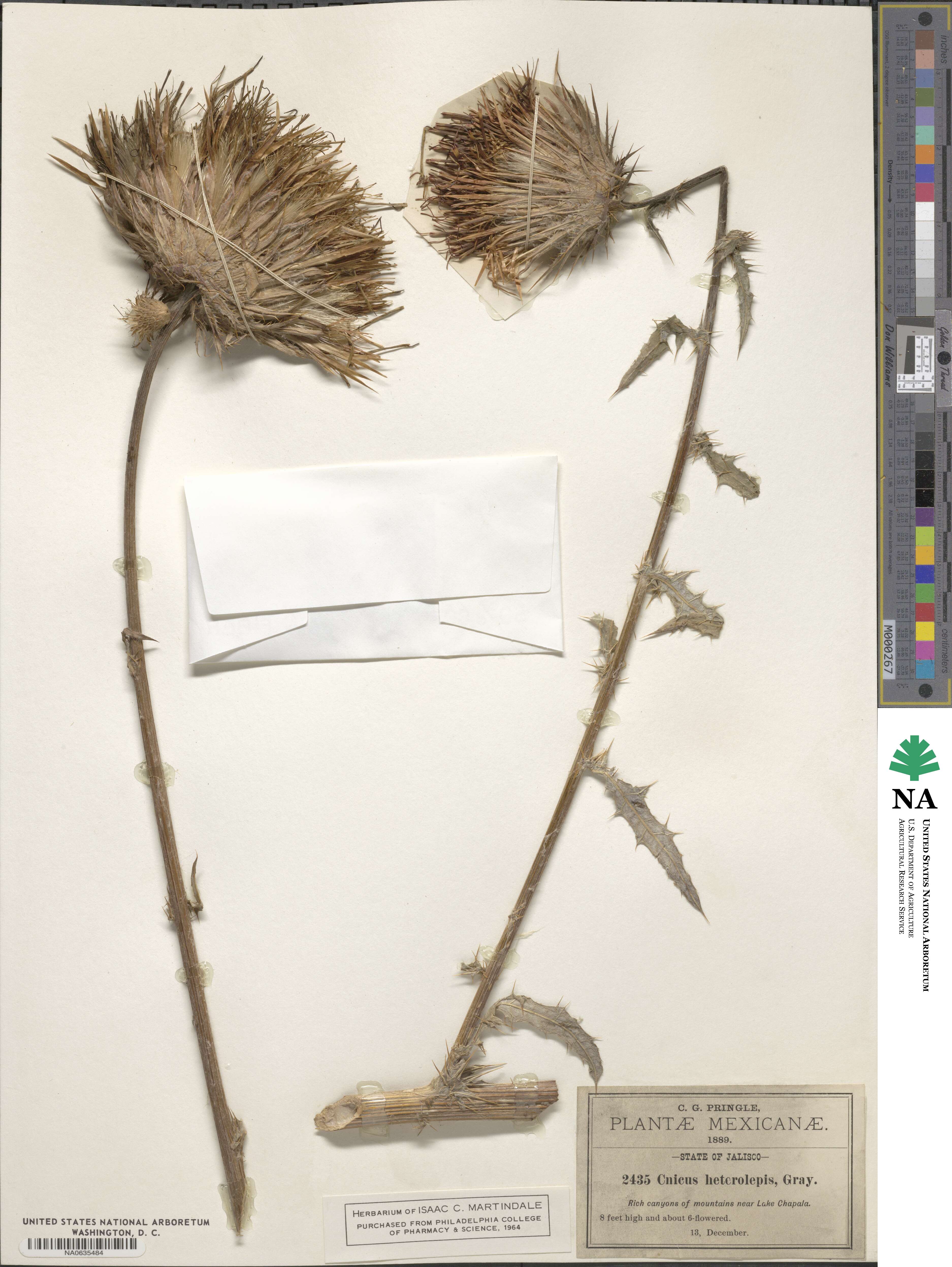 Cirsium subcoriaceum image