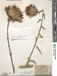 Cirsium subcoriaceum image