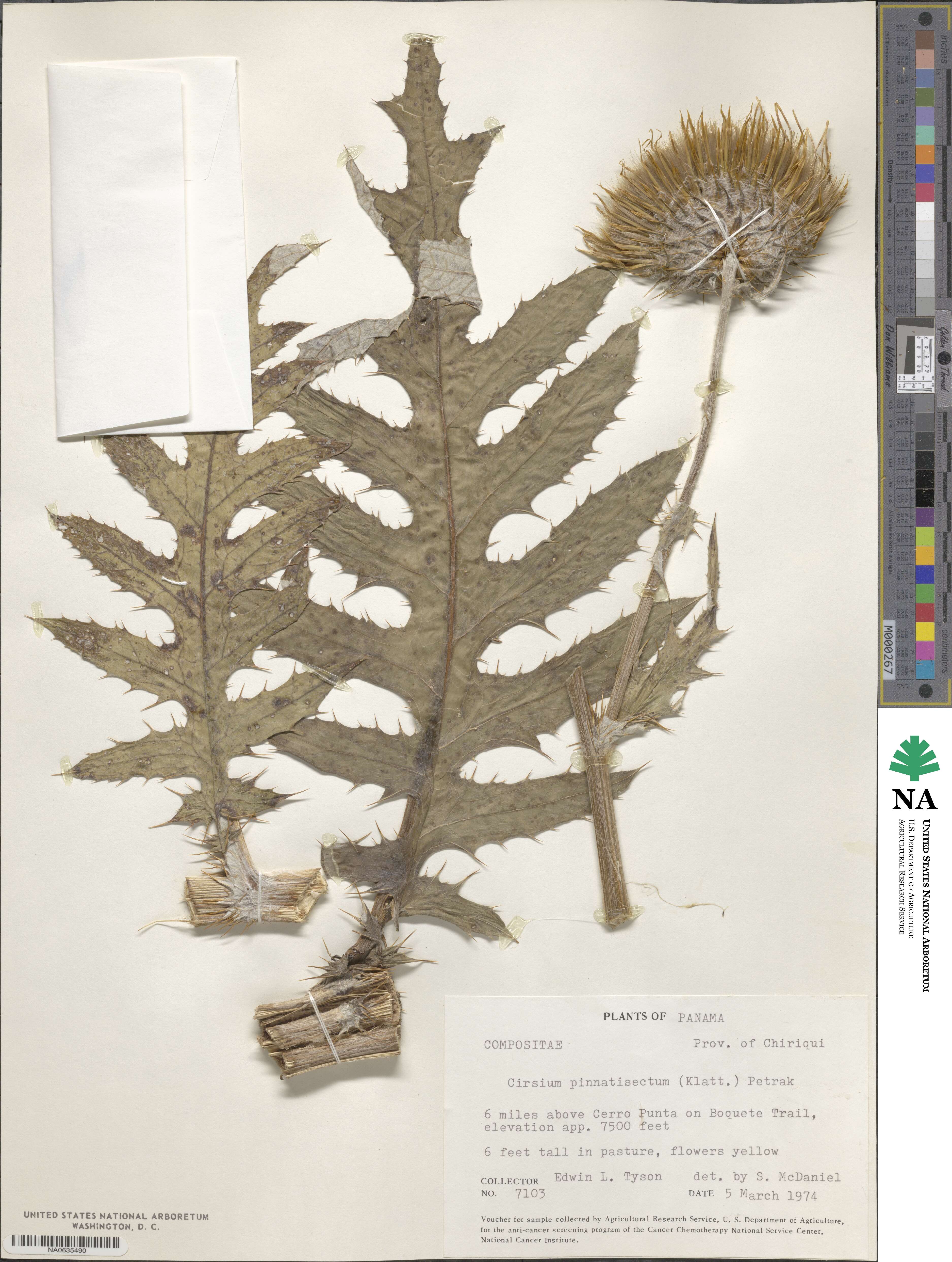 Cirsium subcoriaceum image