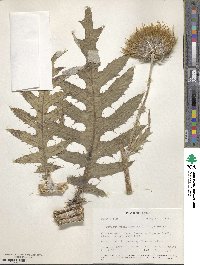 Cirsium subcoriaceum image