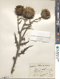 Cirsium subcoriaceum image