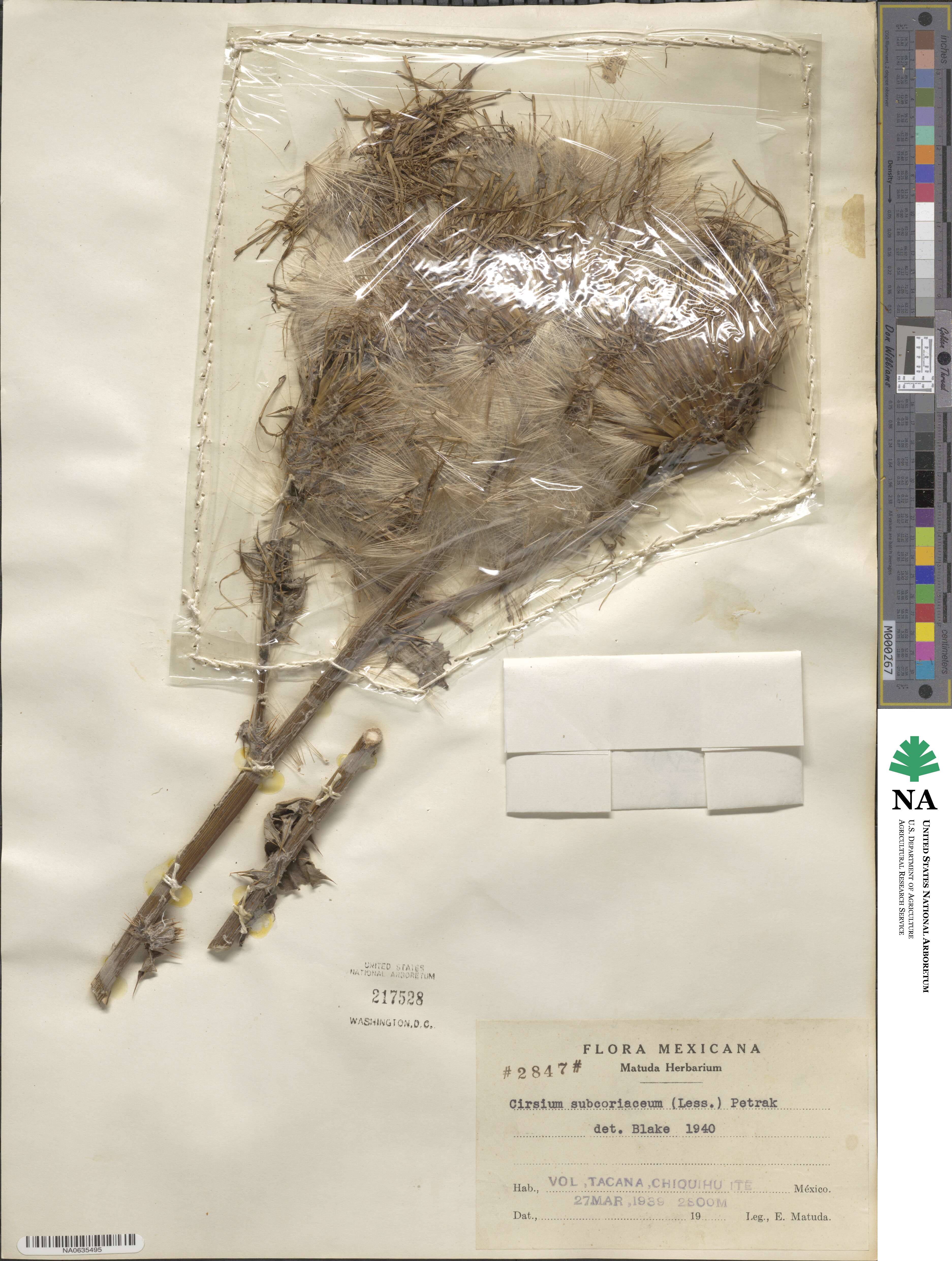 Cirsium subcoriaceum image