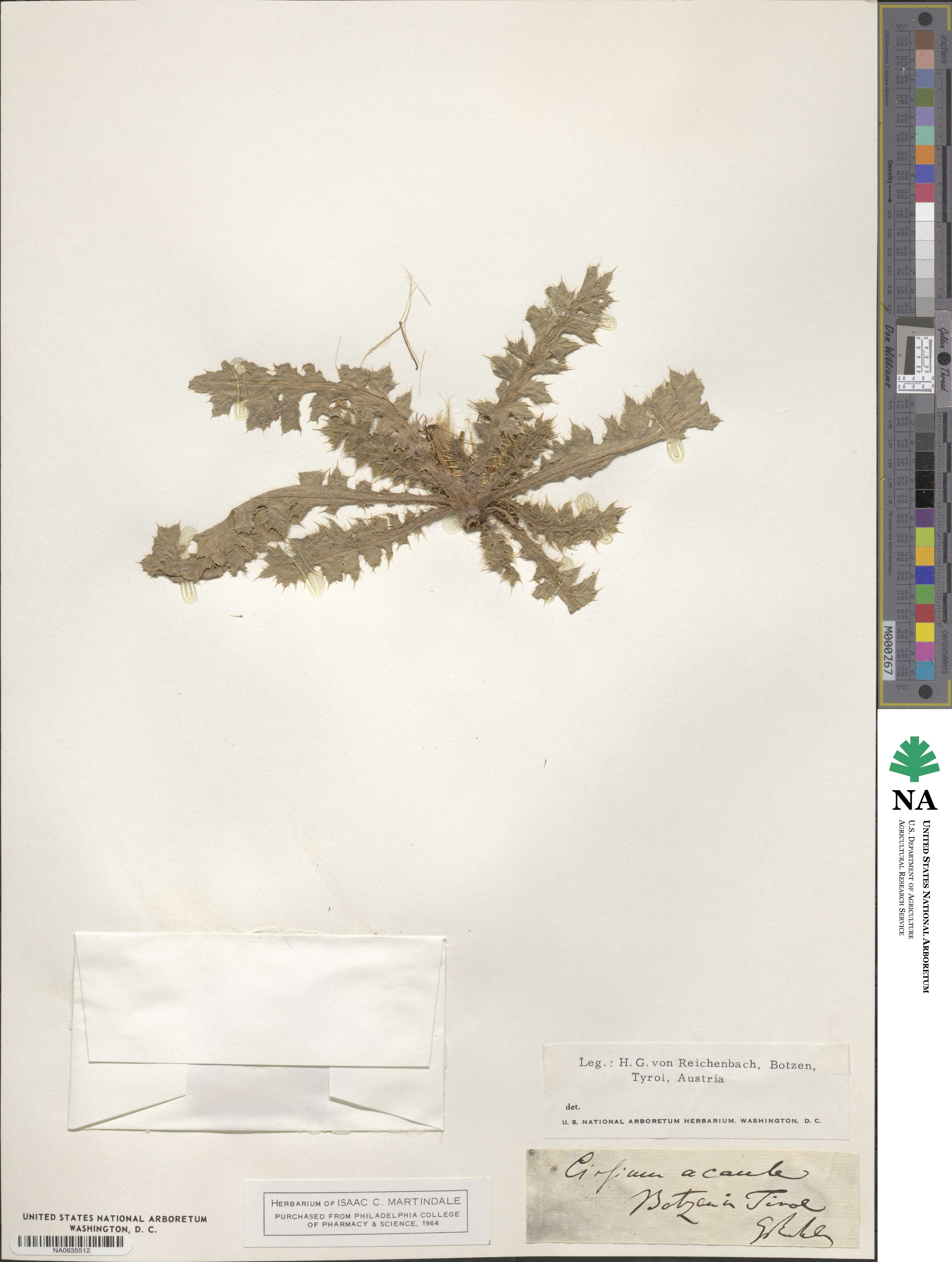 Cirsium acaule image