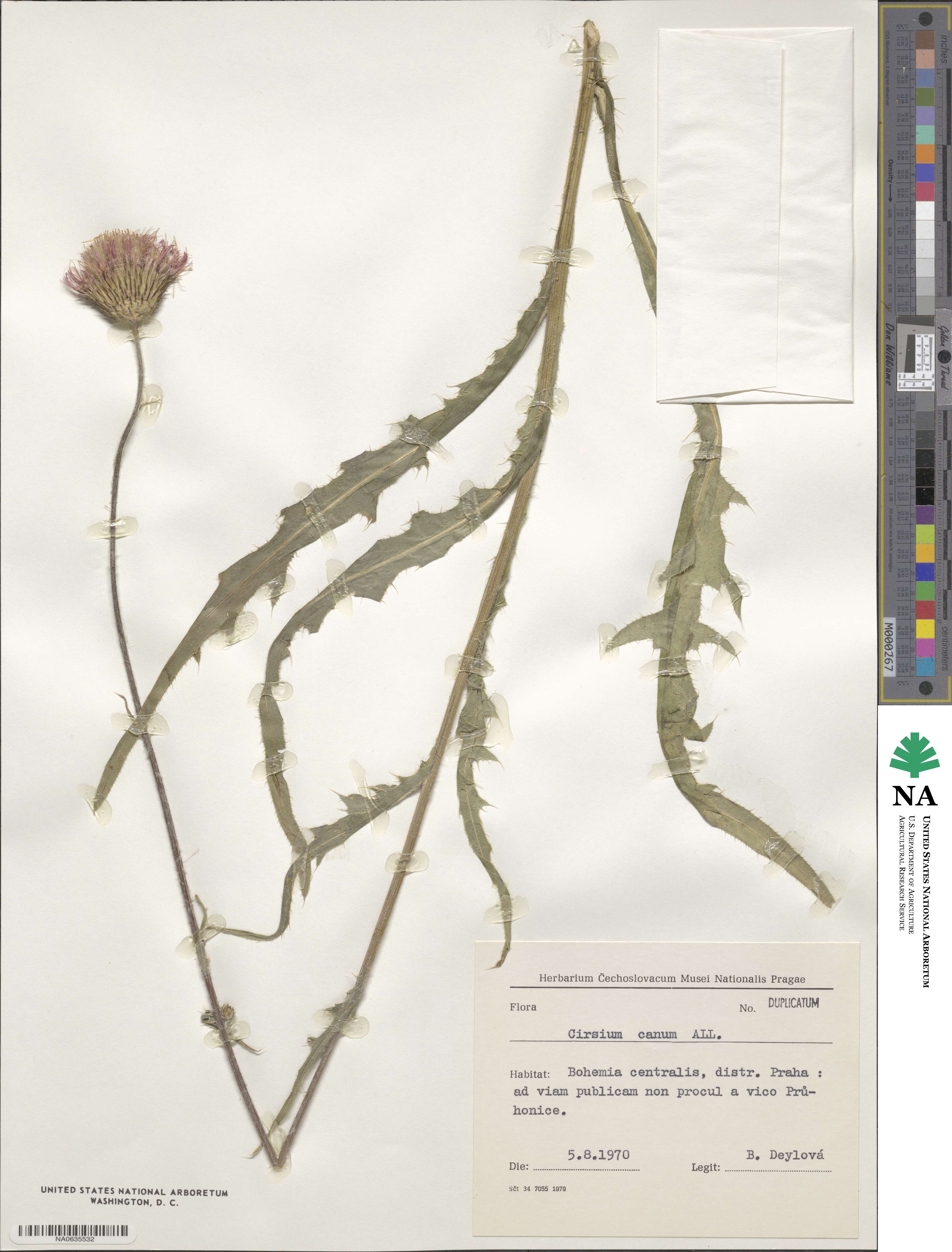 Cirsium canum image