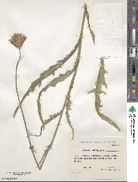 Image of Cirsium canum