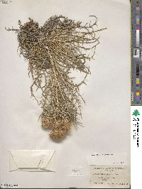 Image of Ptilostemon echinocephalus