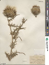 Image of Cirsium eriophorum