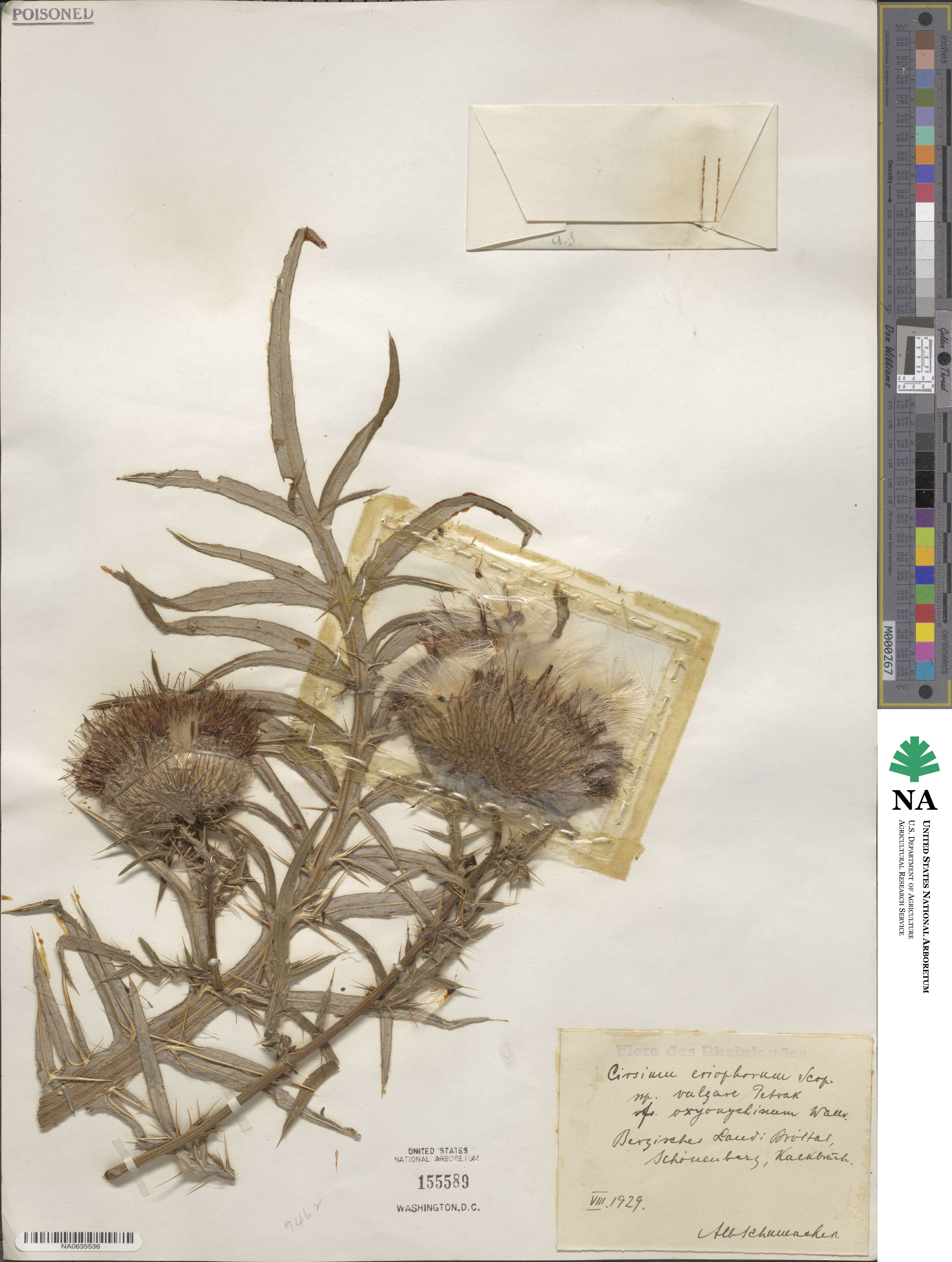 Cirsium eriophorum image