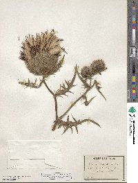 Cirsium eriophorum image