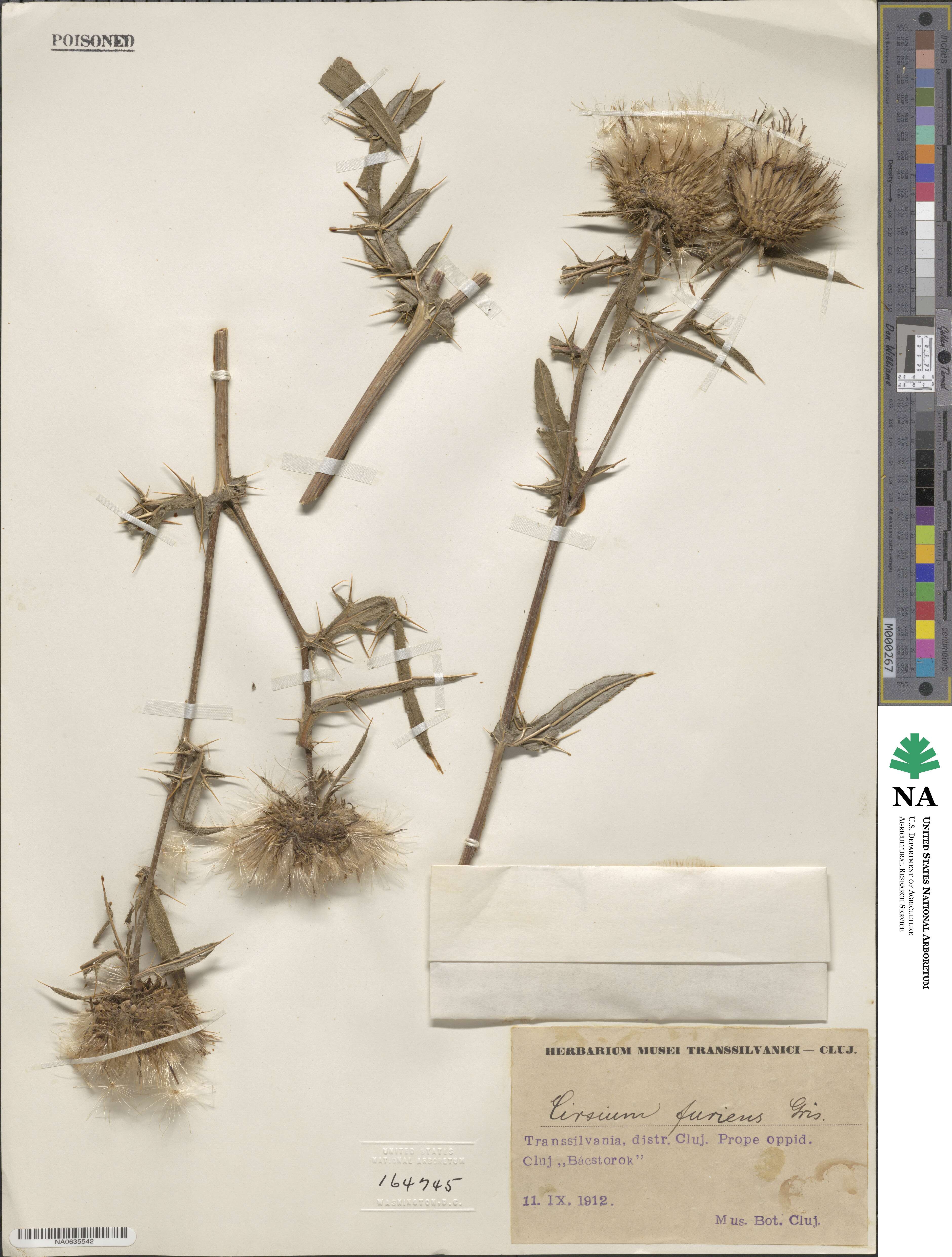 Cirsium furiens image