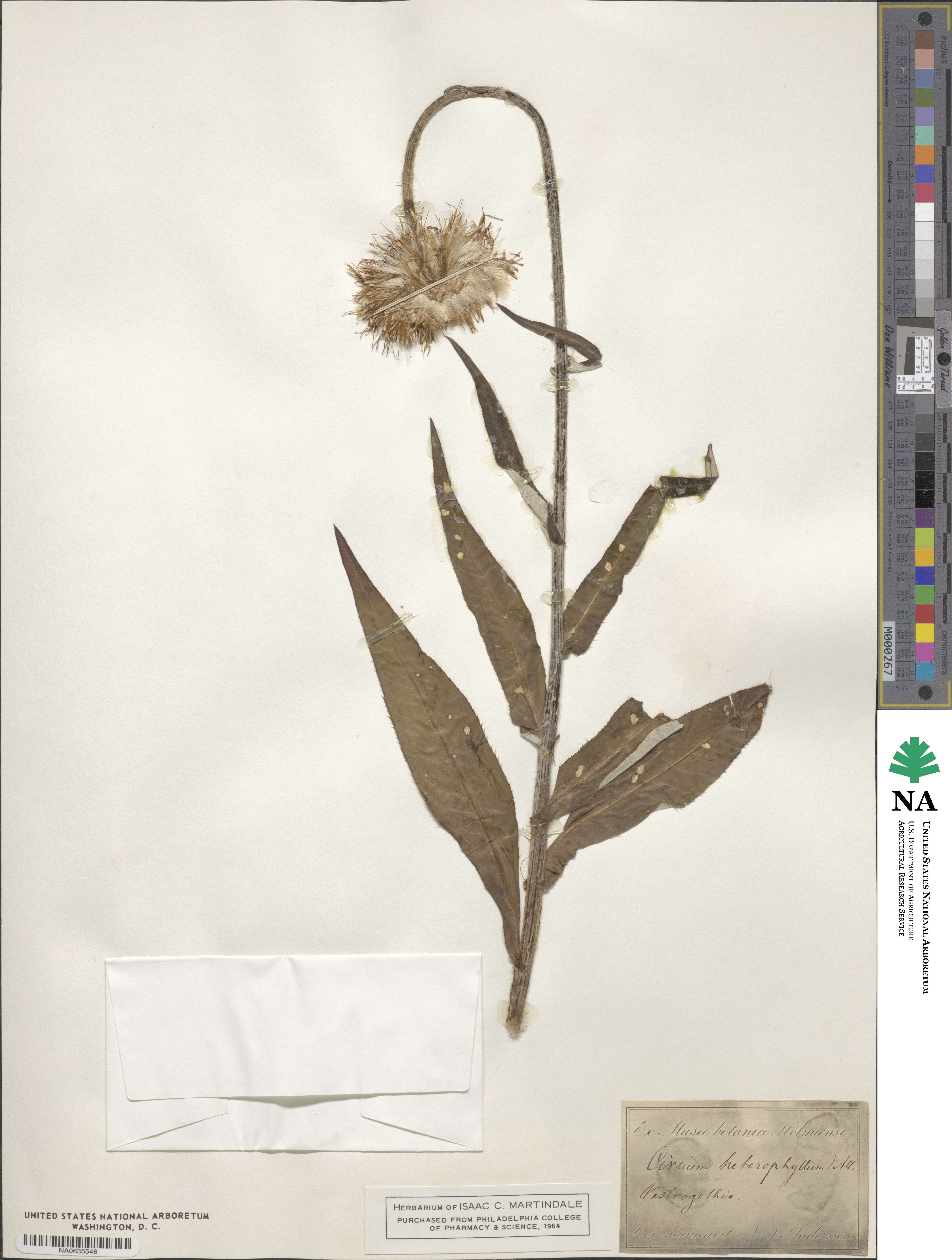 Cirsium heterophyllum image