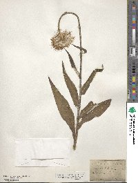 Cirsium heterophyllum image