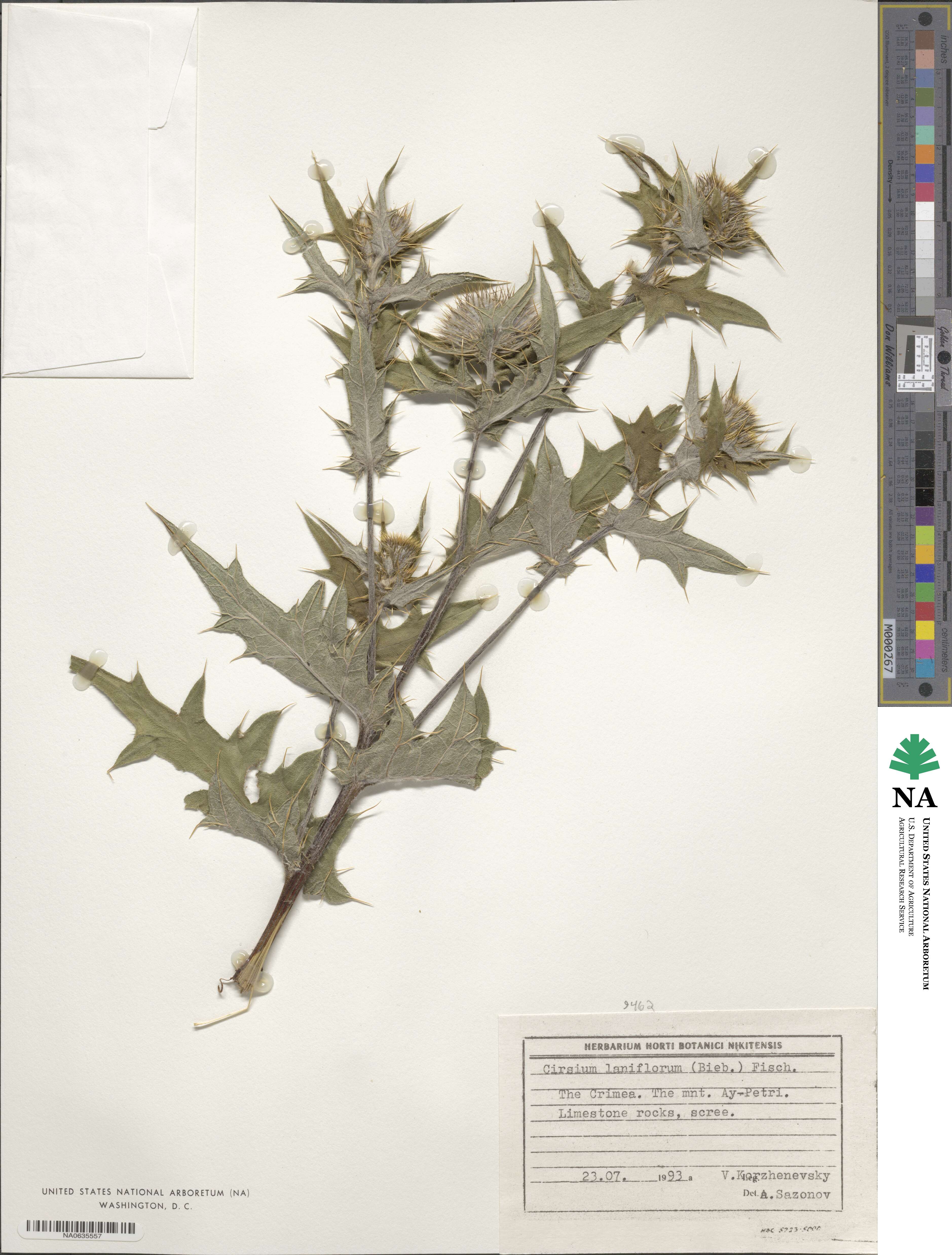 Cirsium laniflorum image