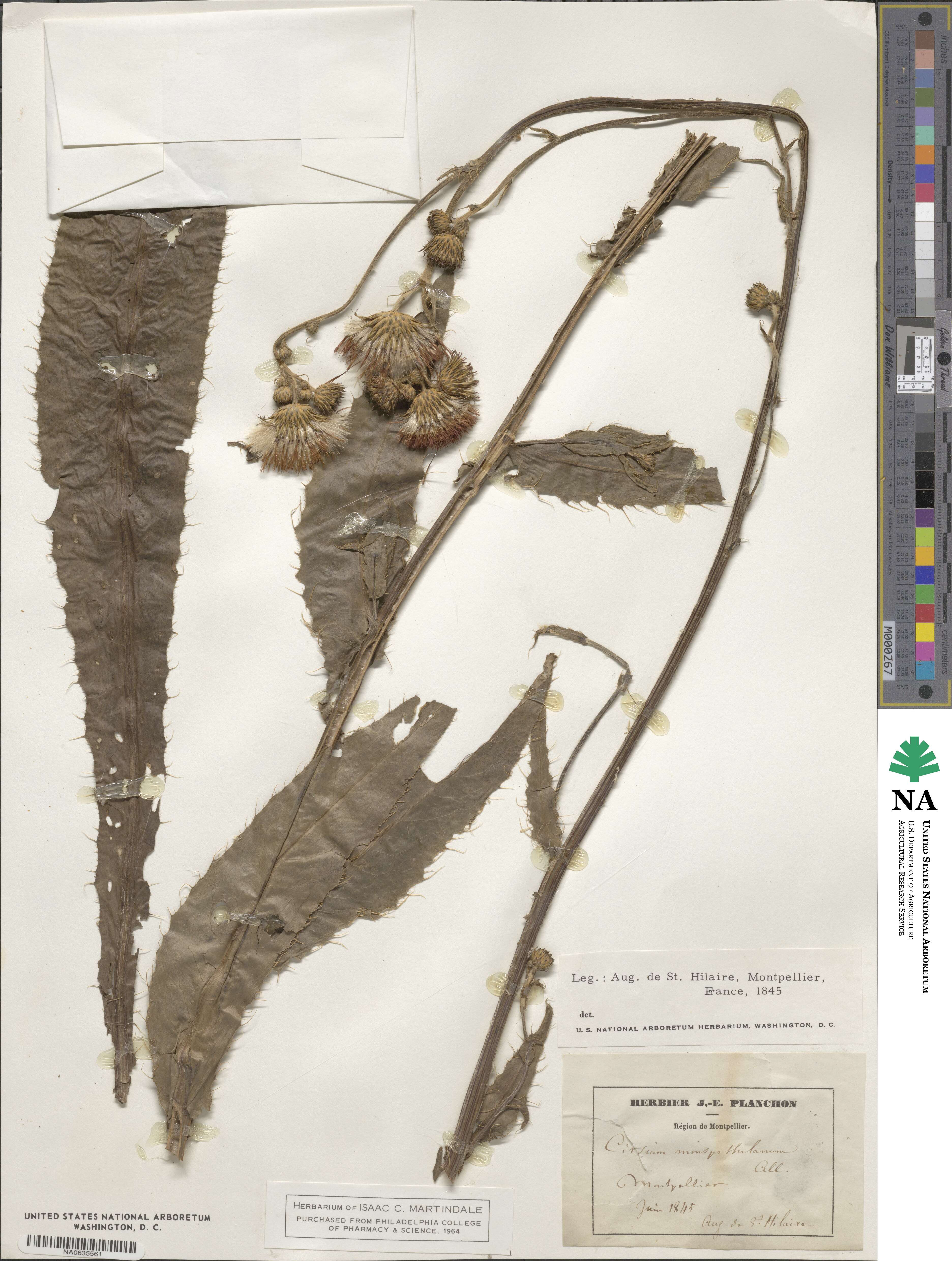 Cirsium monspessulanum image