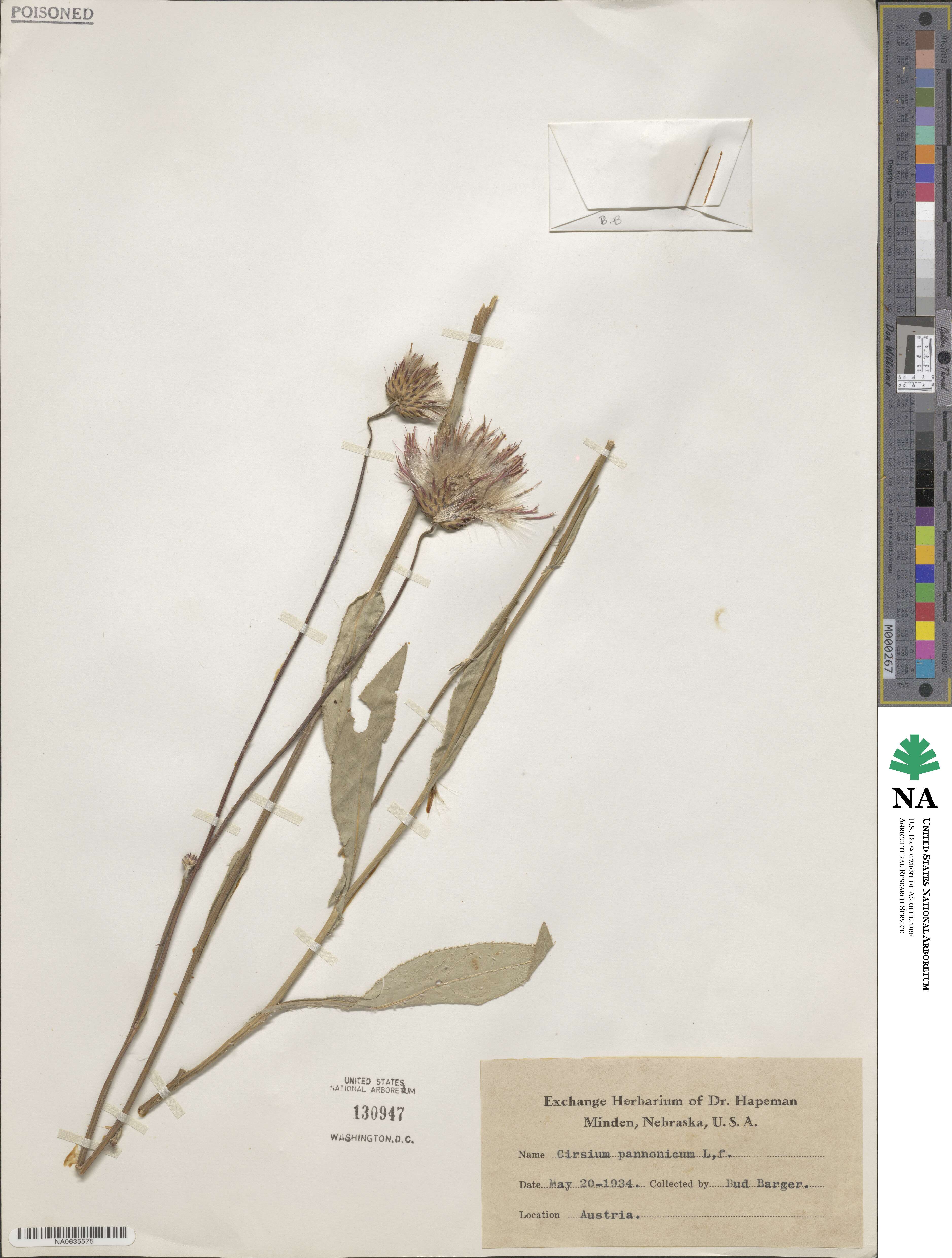Cirsium pannonicum image