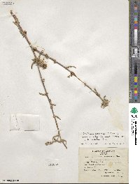 Centaurea procurrens image