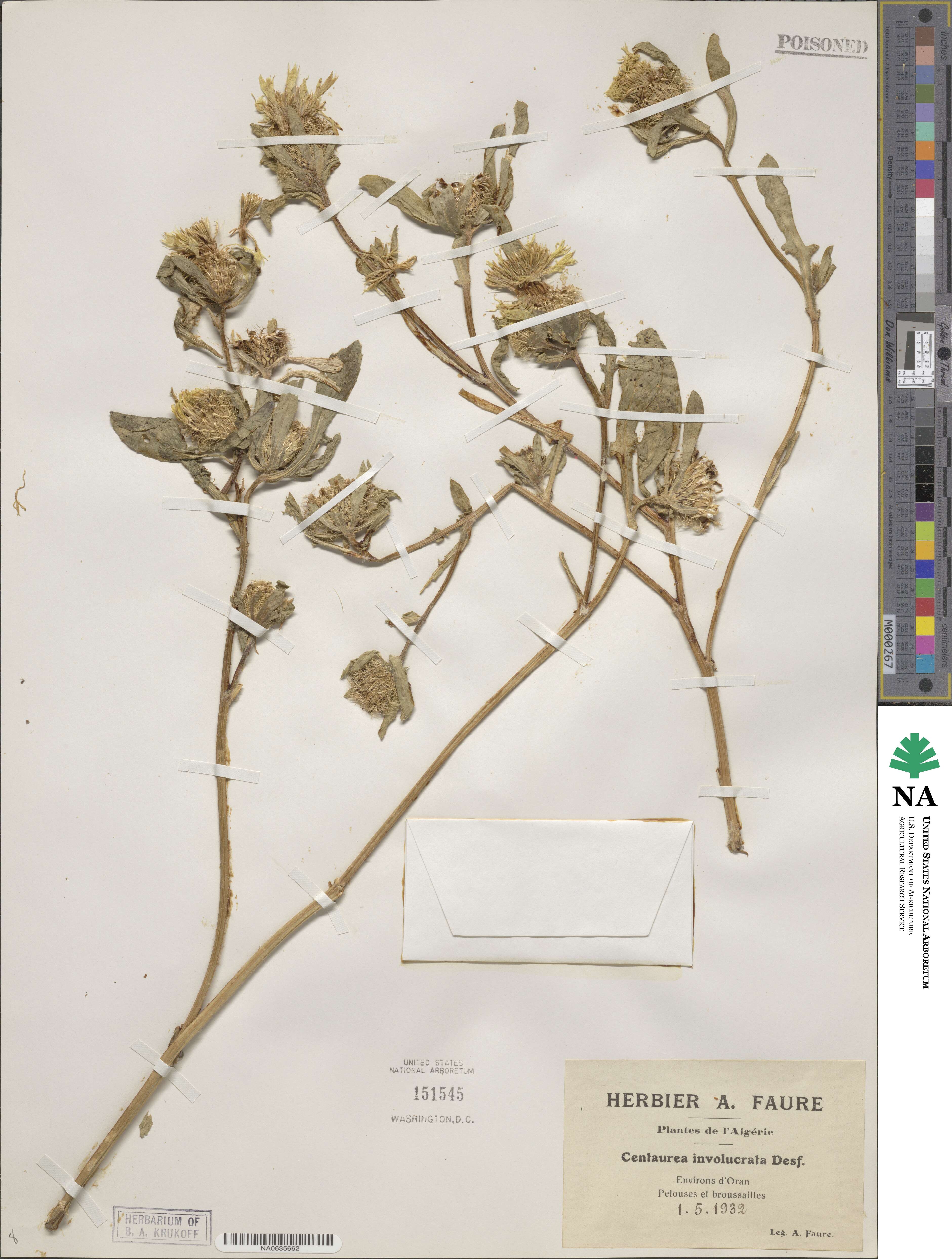 Centaurea involucrata image