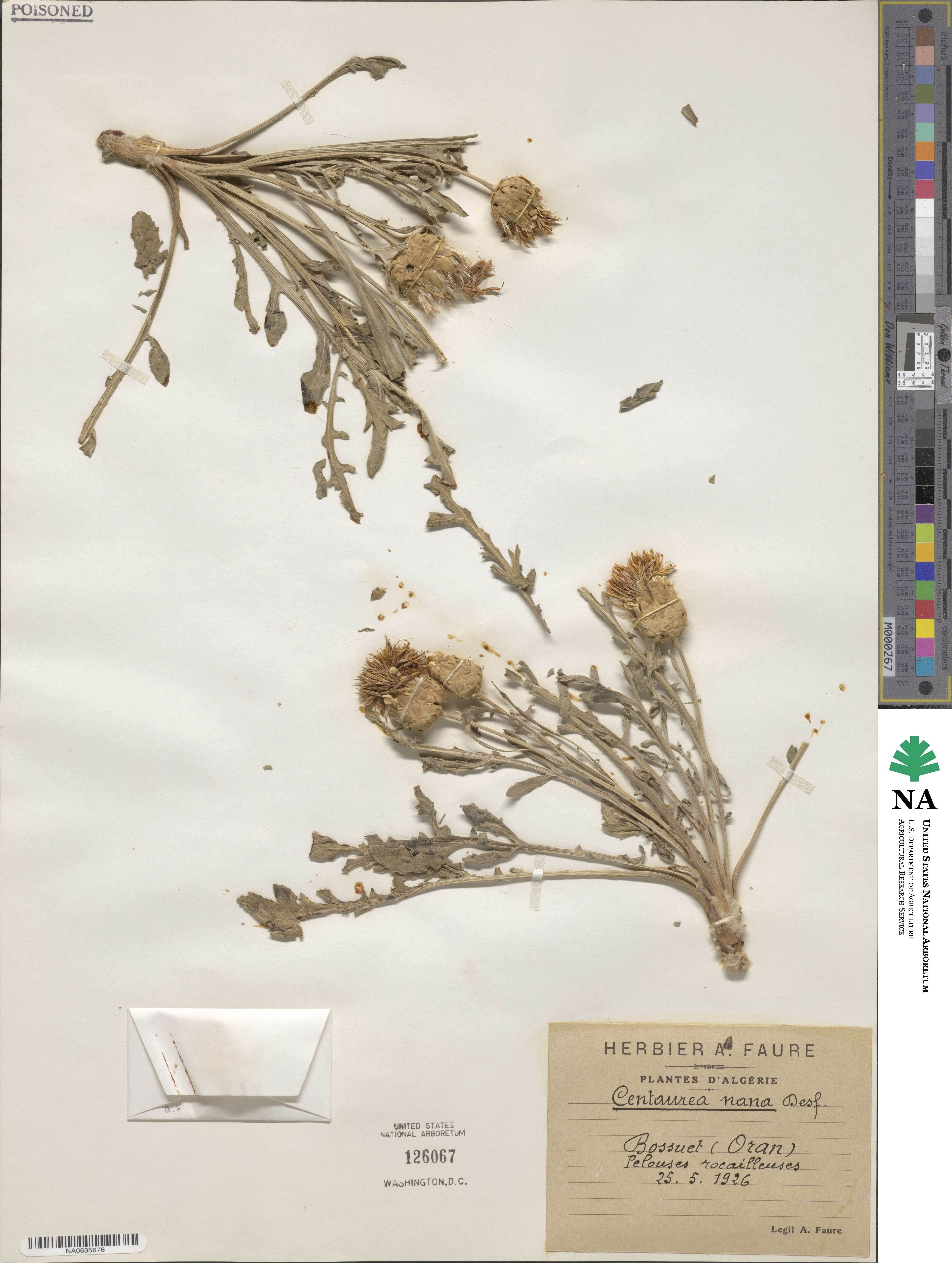 Centaurea nana image