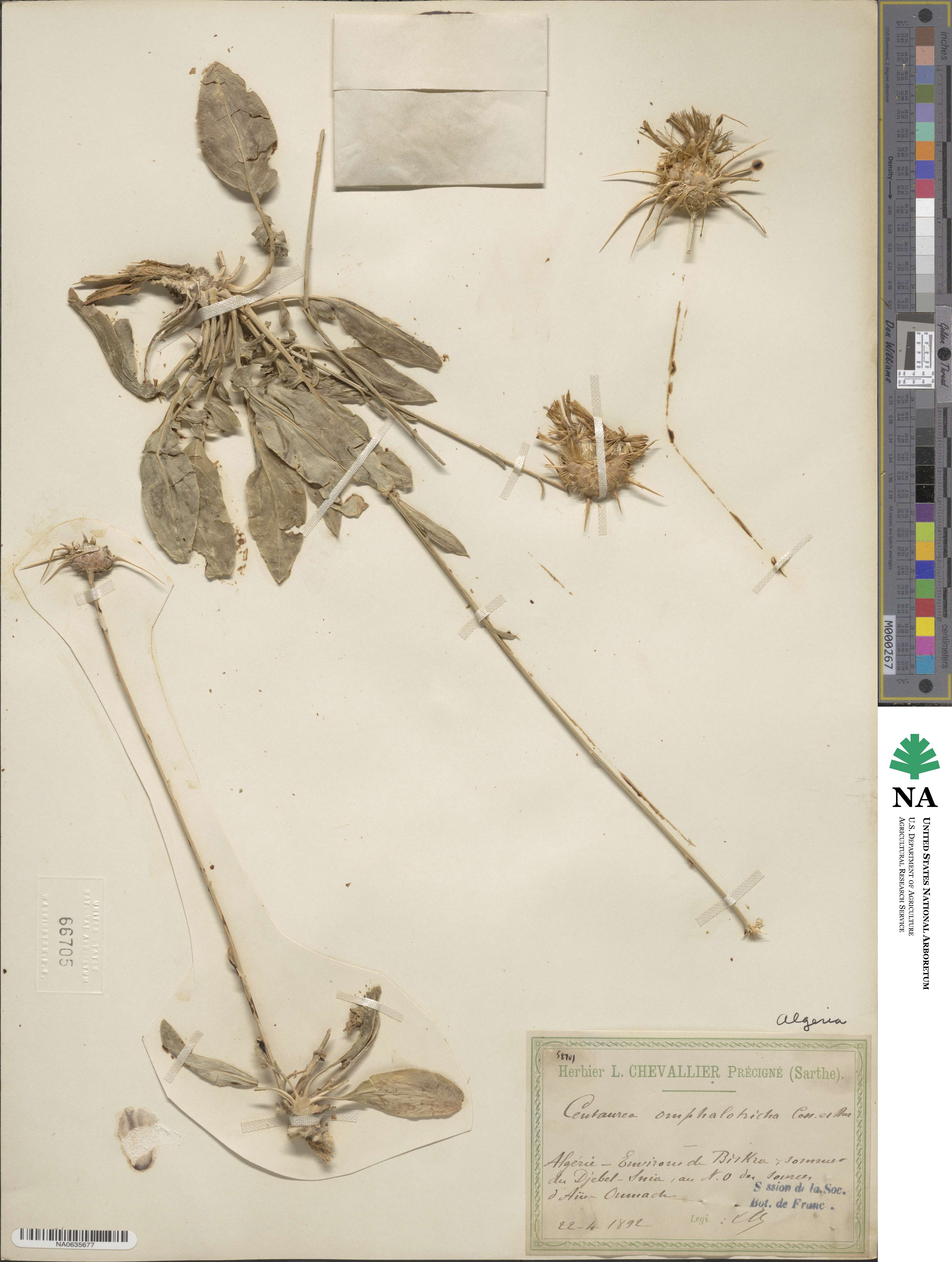 Centaurea pubescens image