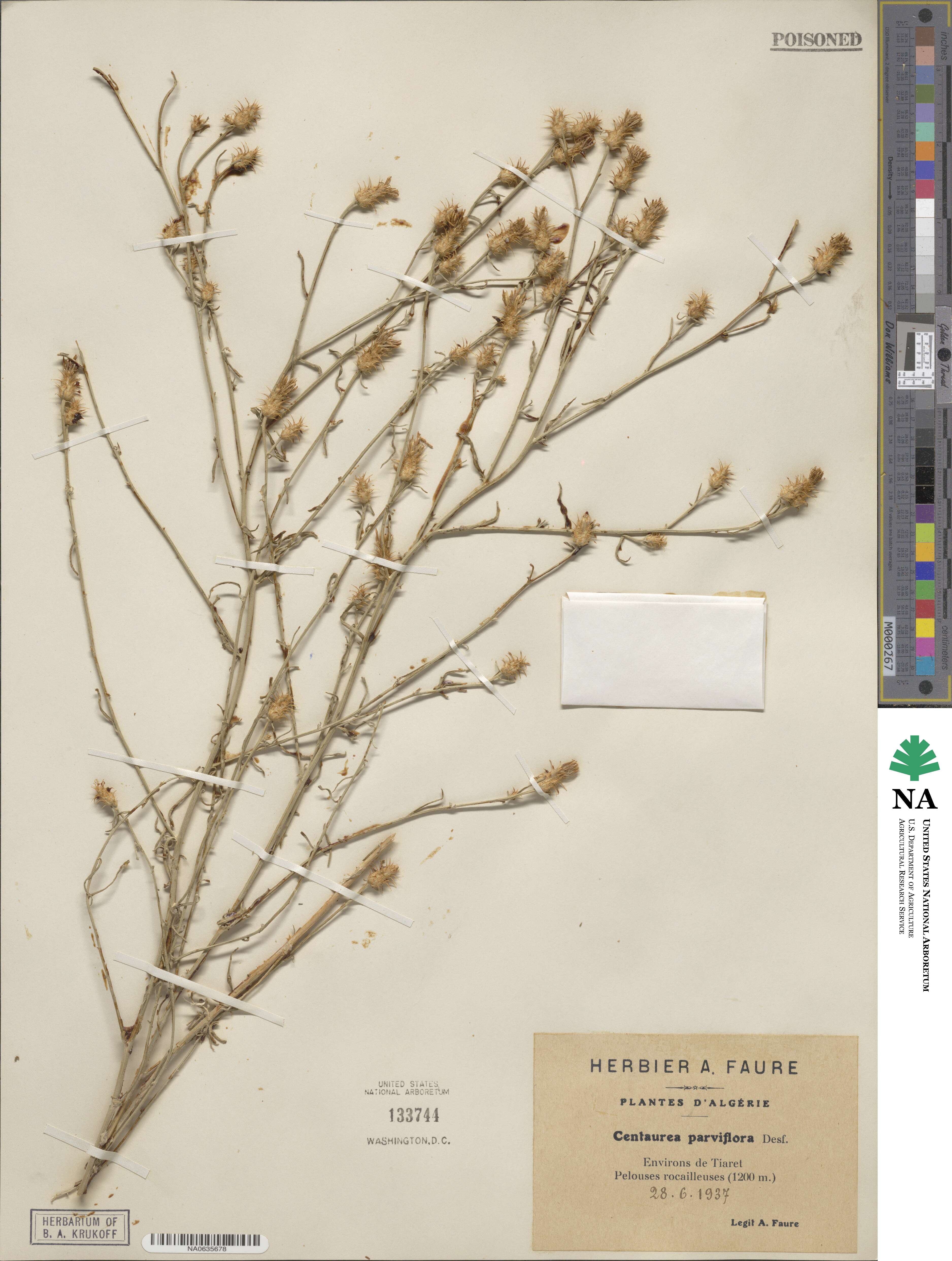 Centaurea parviflora image