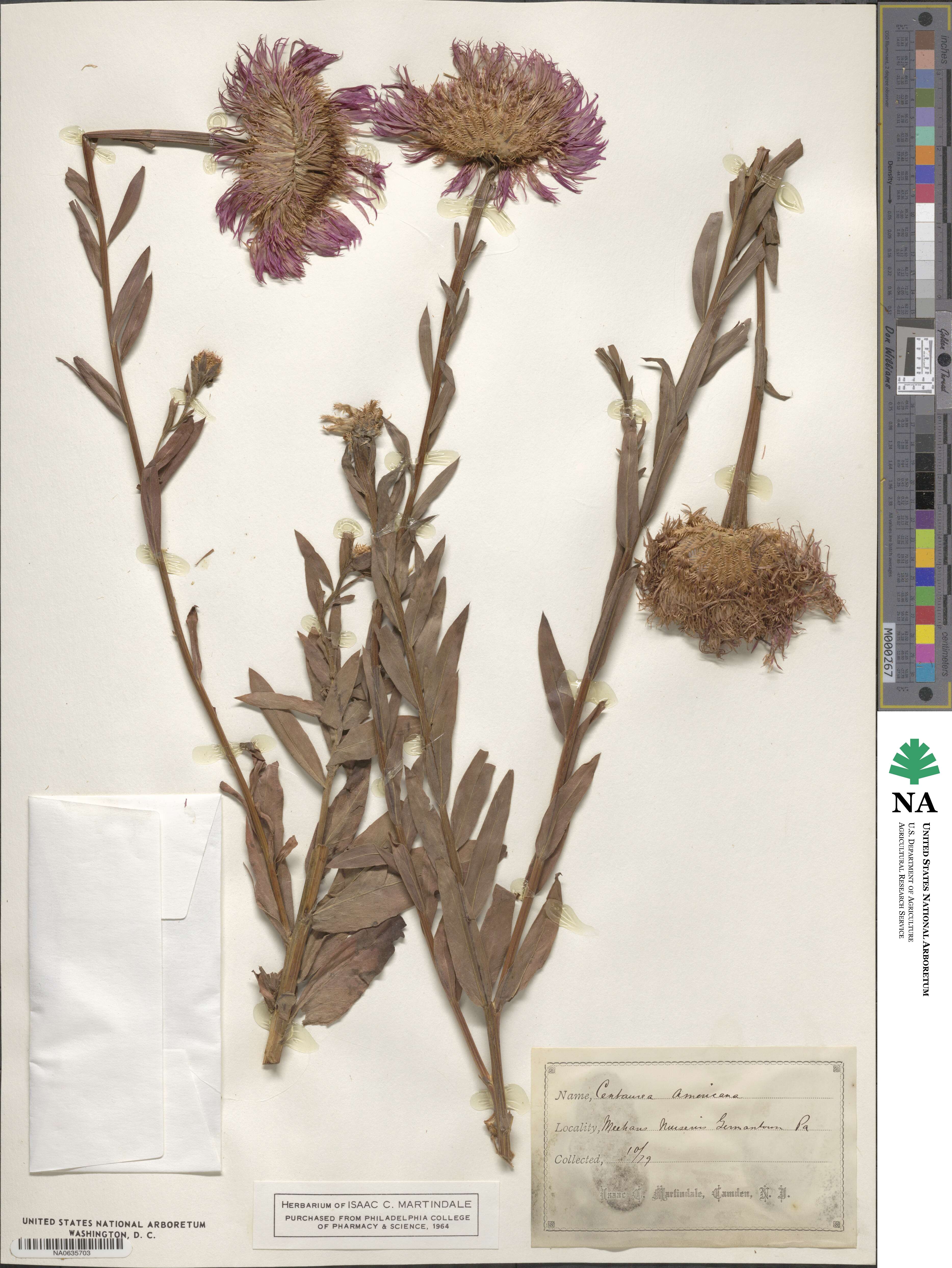 Centaurea americana image